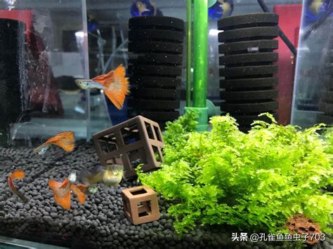 魚死掉|魚死要換水嗎？水族專家小美教你正確換水，確保魚缸健康